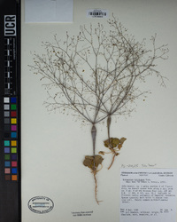 Eriogonum trichopes image