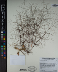 Eriogonum trichopes image