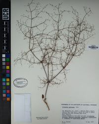 Eriogonum trichopes image