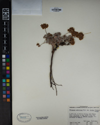 Eriogonum umbellatum var. versicolor image