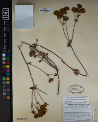 Eriogonum umbellatum var. munzii image