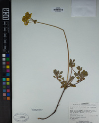Eriogonum umbellatum var. nevadense image