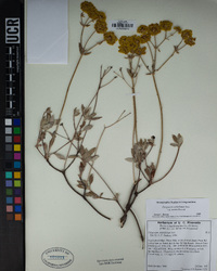 Eriogonum umbellatum var. munzii image