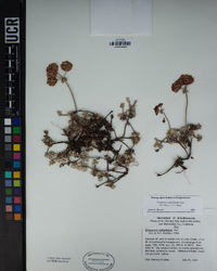 Eriogonum umbellatum var. minus image