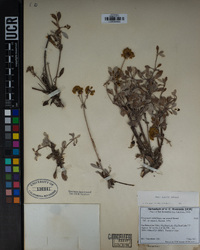 Eriogonum umbellatum var. munzii image