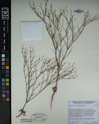 Eriogonum vimineum image