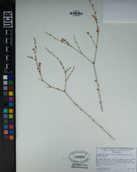 Eriogonum wrightii var. nodosum image