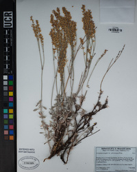 Eriogonum wrightii var. subscaposum image