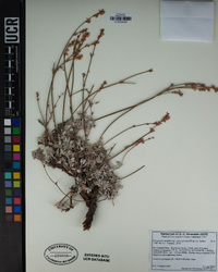 Eriogonum wrightii var. subscaposum image