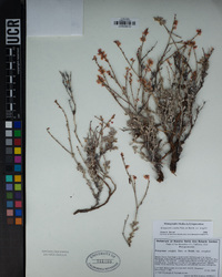 Eriogonum wrightii var. wrightii image