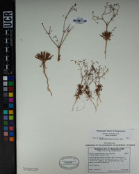 Oxytheca dendroidea subsp. dendroidea image