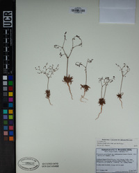 Oxytheca dendroidea subsp. dendroidea image