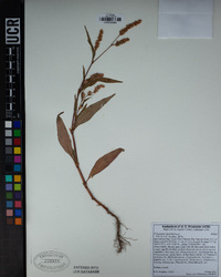 Persicaria lapathifolia image