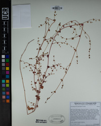 Pterostegia drymarioides image