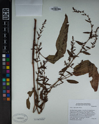 Rumex conglomeratus image