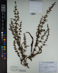 Rumex crispus image