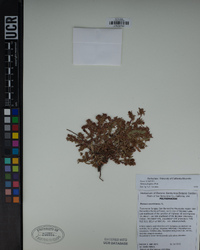 Rumex fueginus image