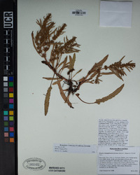 Rumex fueginus image