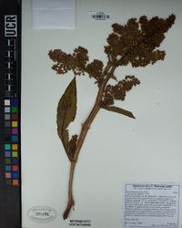 Rumex hymenosepalus image