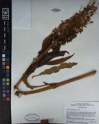 Rumex hymenosepalus image