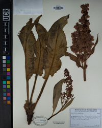 Rumex hymenosepalus image