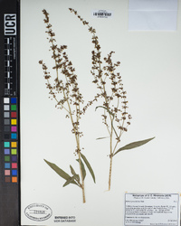 Rumex paucifolius image