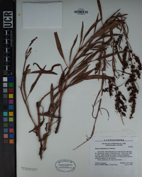 Rumex californicus image