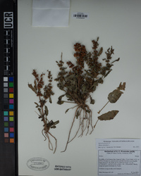 Rumex dentatus image