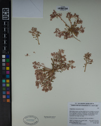 Calyptridium monandrum image