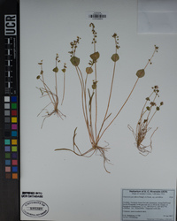 Claytonia parviflora image