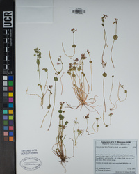 Claytonia parviflora image