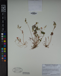 Claytonia parviflora image