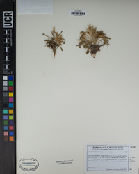 Lewisia brachycalyx image