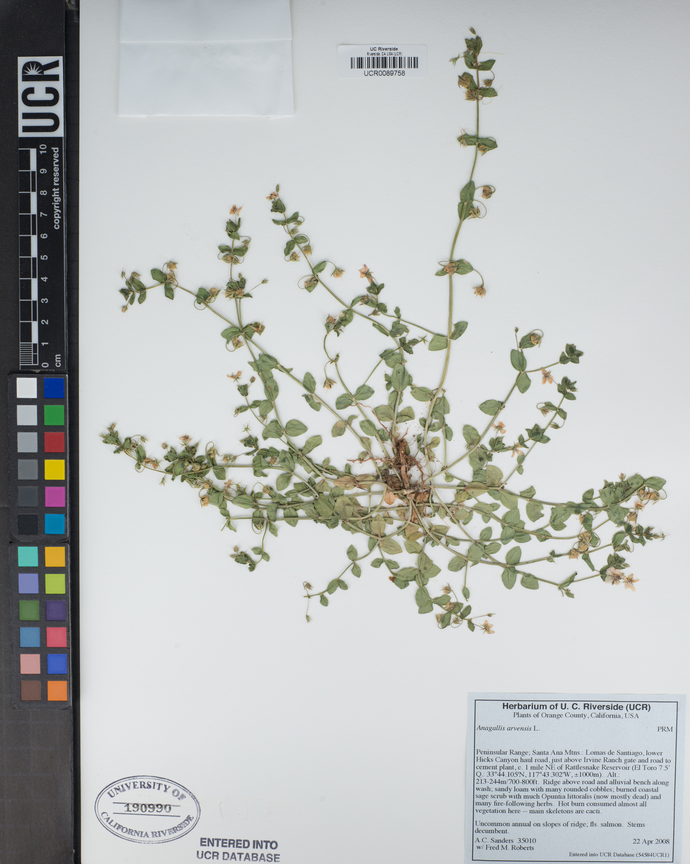 Lysimachia arvensis image