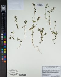 Lysimachia arvensis image