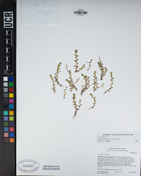 Lysimachia minima image