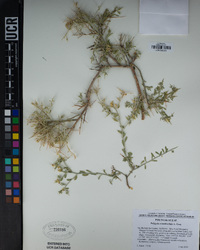 Polygala acanthoclada image