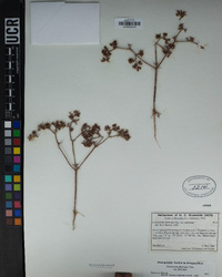 Chorizanthe fimbriata var. fimbriata image