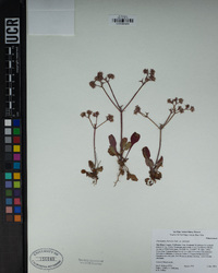 Chorizanthe fimbriata image