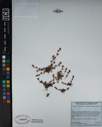 Chorizanthe polygonoides var. longispina image