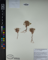 Chorizanthe rigida image