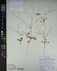 Eriogonum clavatum image