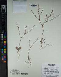 Eriogonum dasyanthemum image