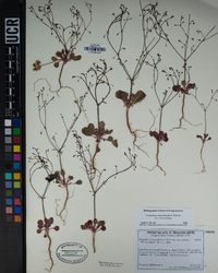 Eriogonum esmeraldense image