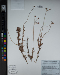 Eriogonum fasciculatum image