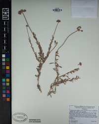 Eriogonum fasciculatum image