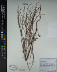 Eriogonum gracile image