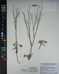 Eriogonum gracile var. incultum image