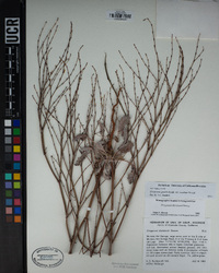 Eriogonum gracile var. incultum image