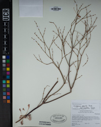 Eriogonum gracile var. incultum image